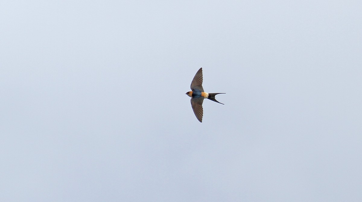 Red-rumped Swallow - ML608639311