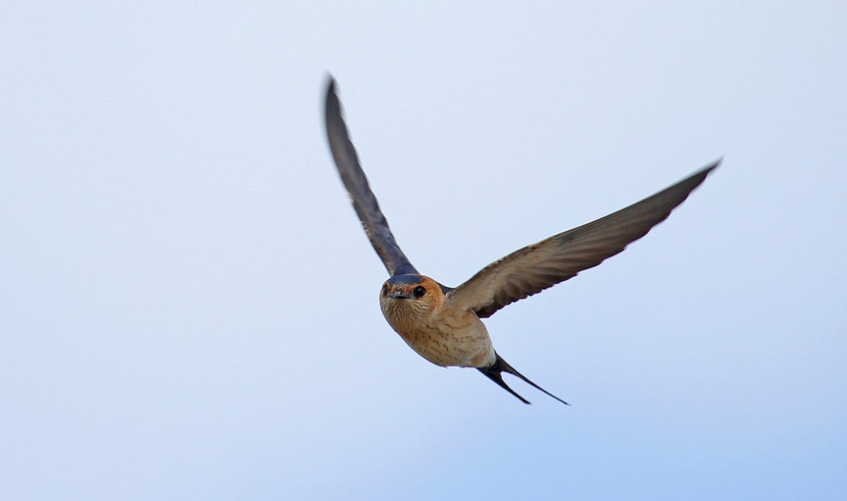 Red-rumped Swallow - ML608639313