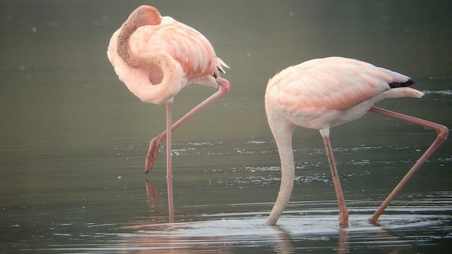 American Flamingo - ML608639598