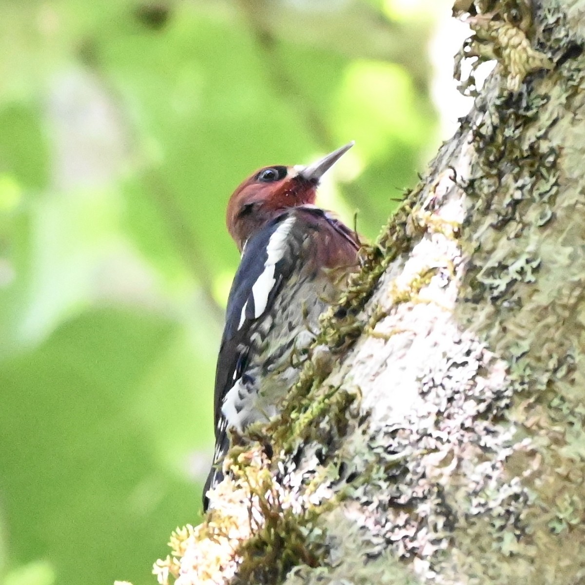 Red-breasted Sapsucker - ML608639664
