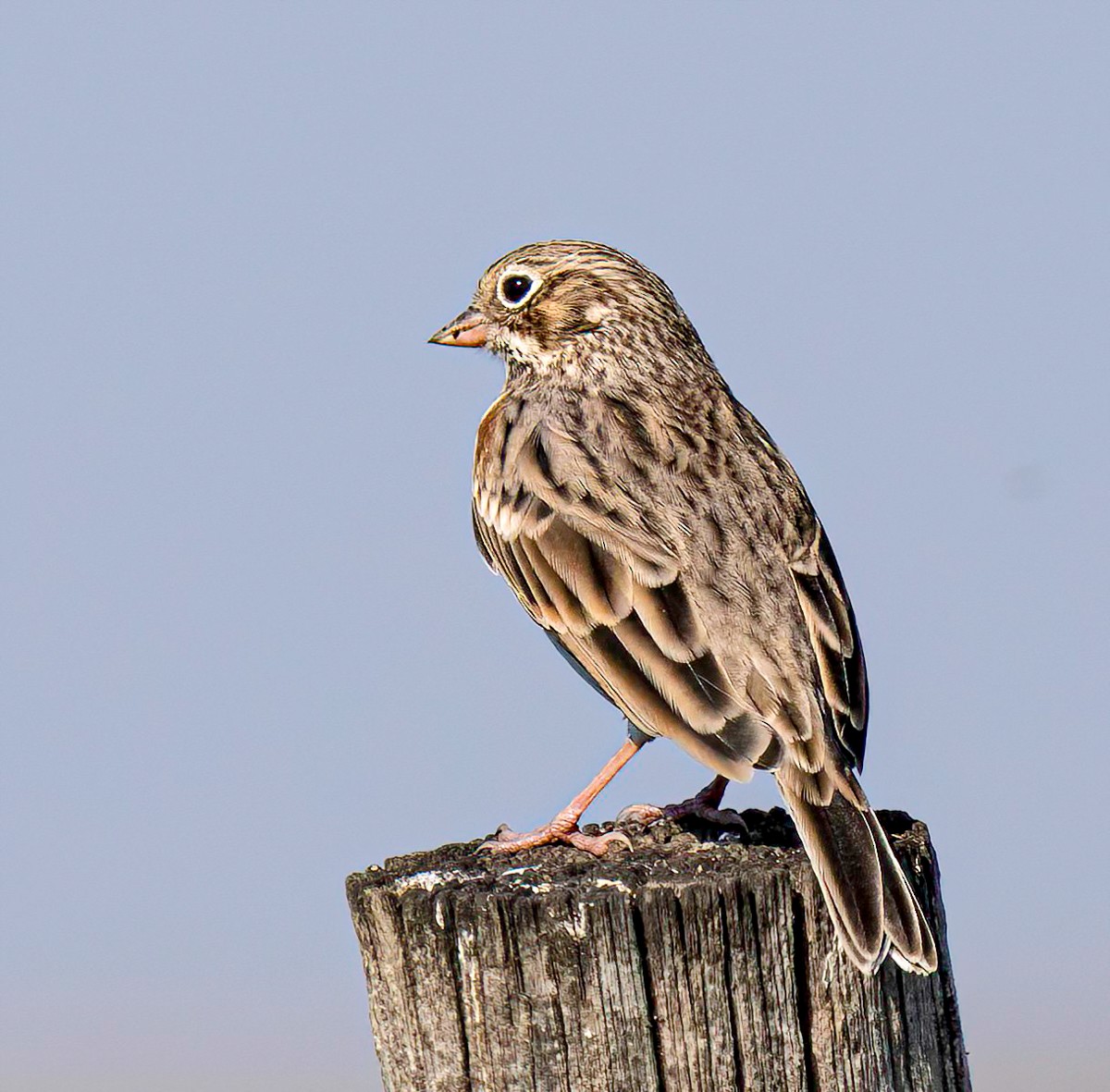 Vesper Sparrow - Trent Watts