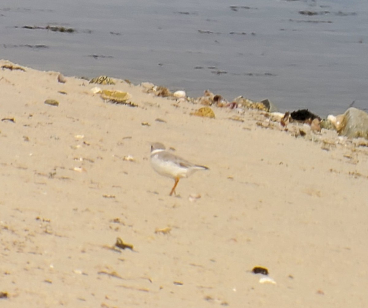 Piping Plover - ML608639865