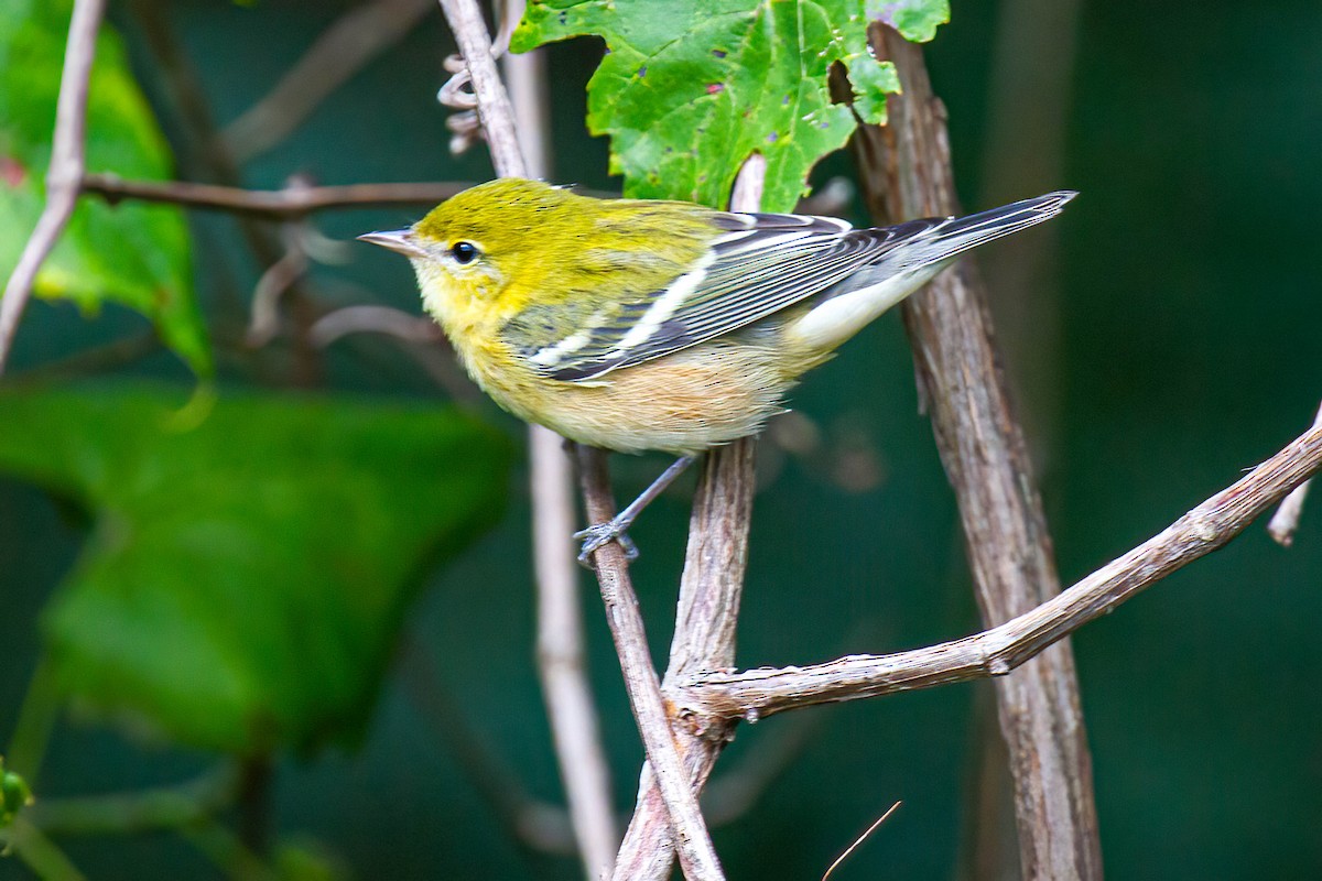 Bay-breasted Warbler - ML608641081