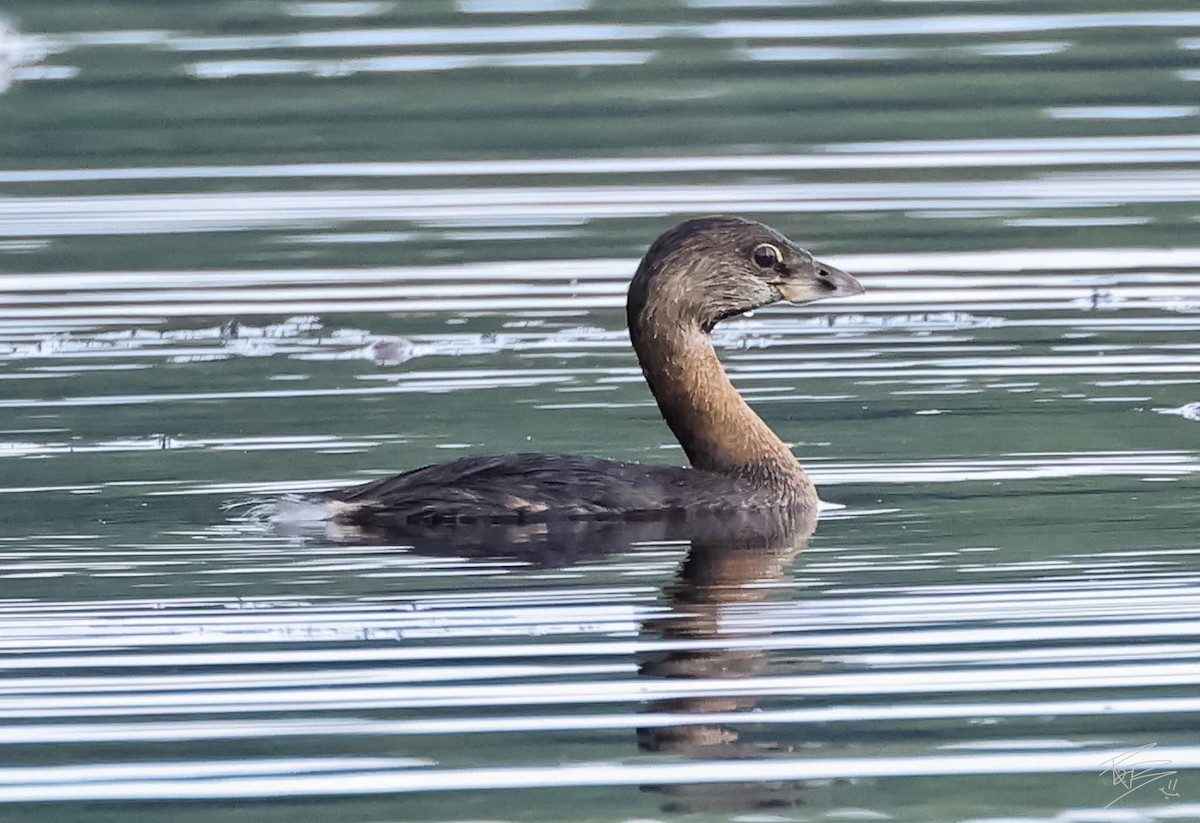 Pied-billed Grebe - Russell Bean