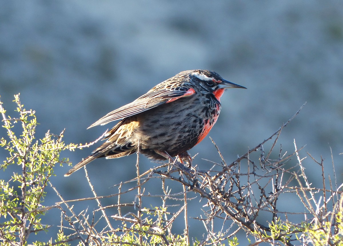Long-tailed Meadowlark - ML608641223