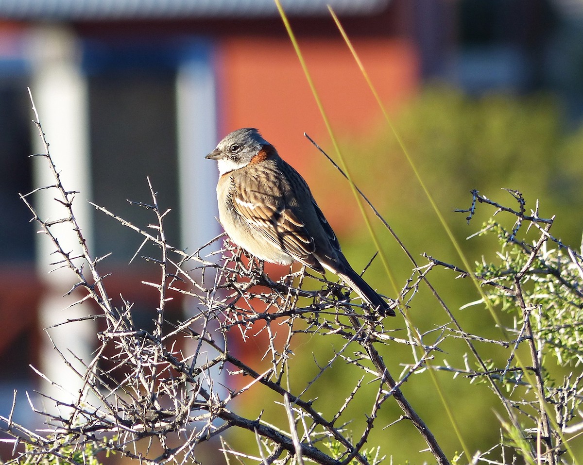 Rufous-collared Sparrow - ML608641231