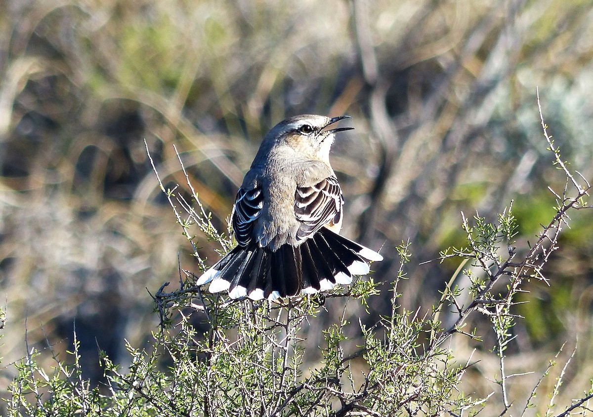 Patagonian Mockingbird - ML608641245