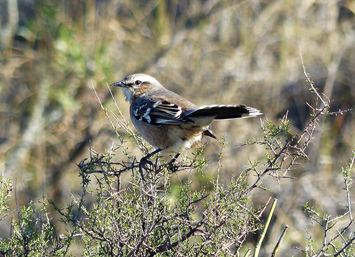 Patagonian Mockingbird - ML608641247