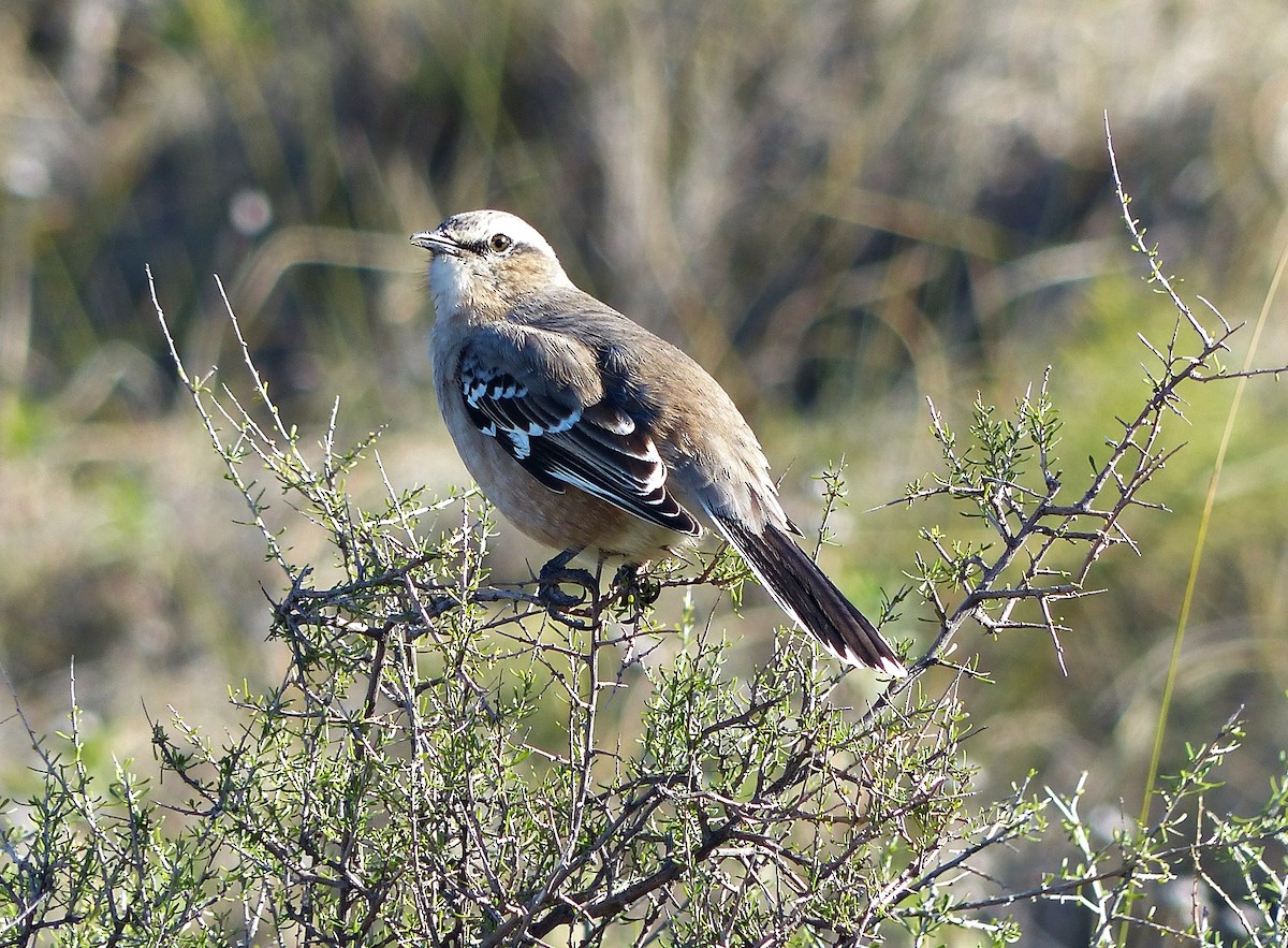 Patagonian Mockingbird - ML608641248