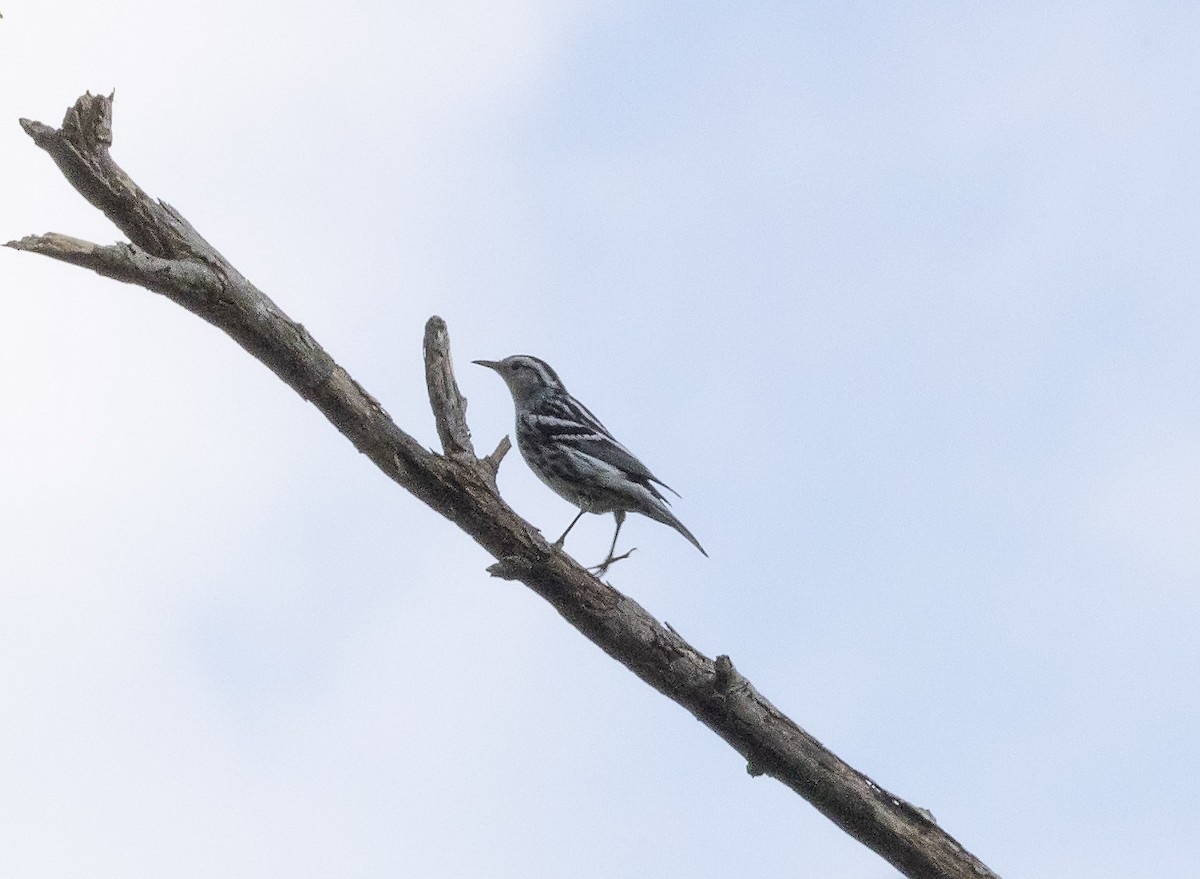 Black-and-white Warbler - ML608641470