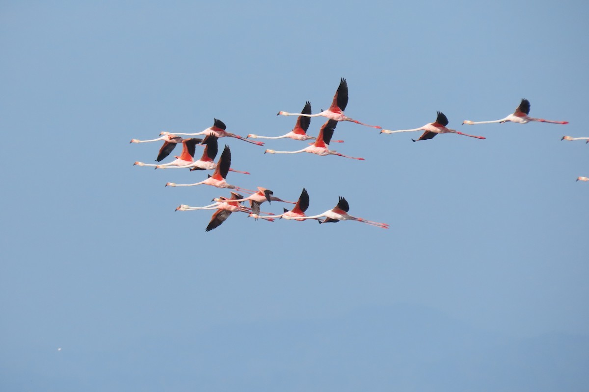 Amerika Flamingosu - ML608641539