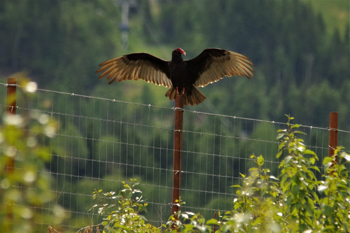 Turkey Vulture - Don Manson