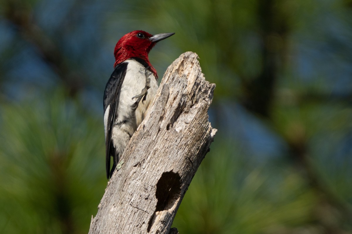 Red-headed Woodpecker - ML608642370