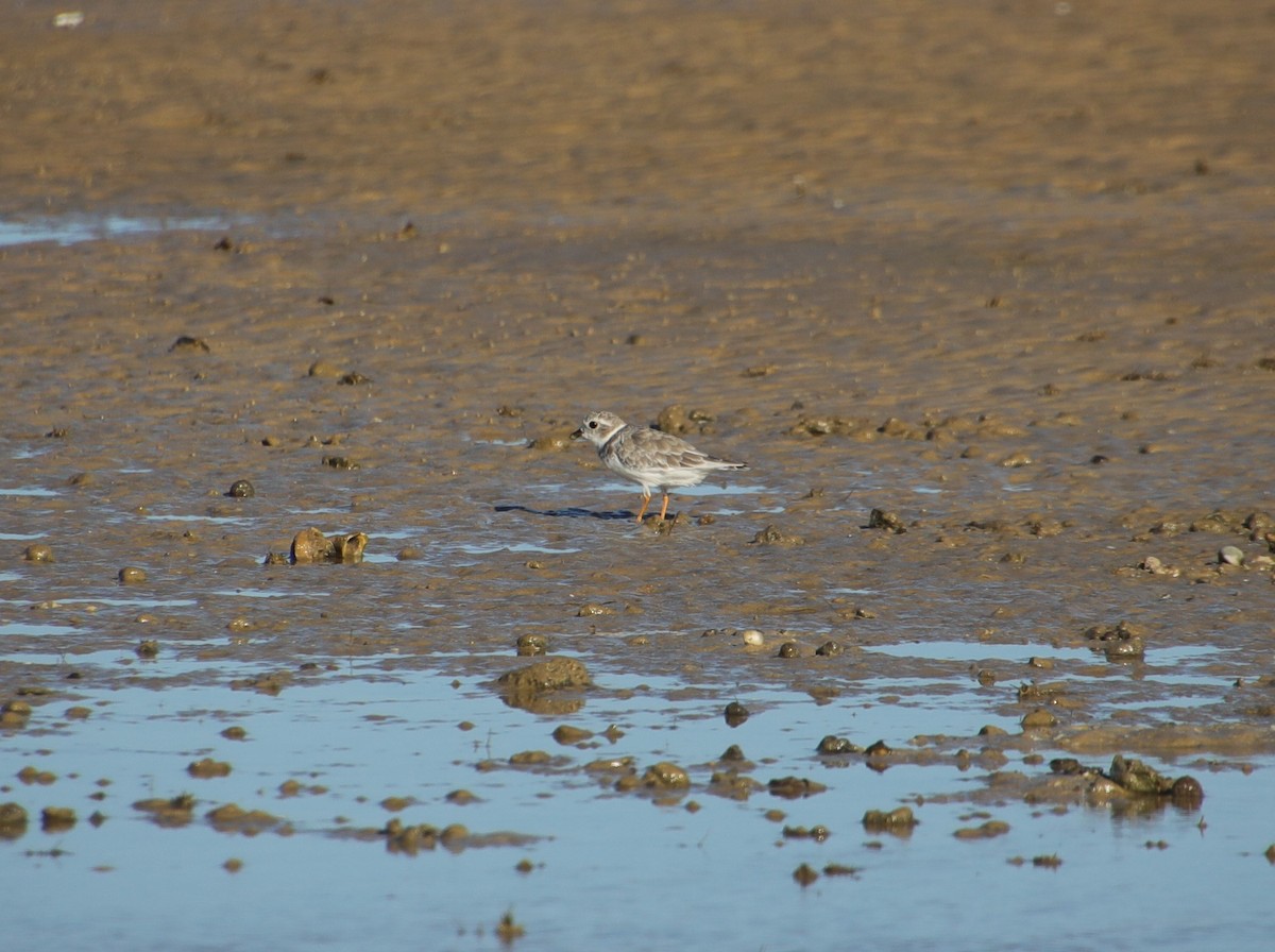 Piping Plover - ML608642418