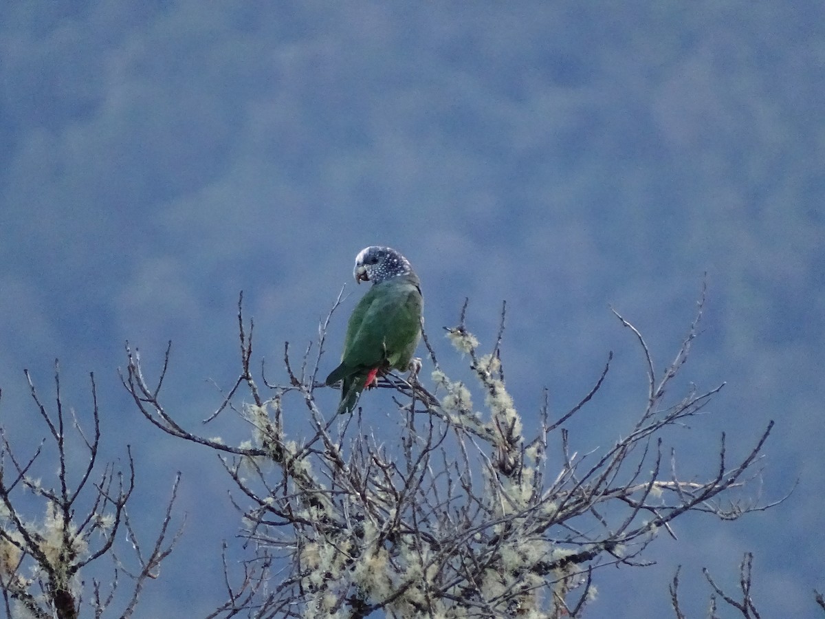 Speckle-faced Parrot - ML608643855