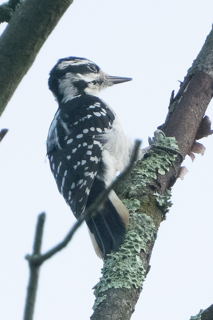 Hairy Woodpecker - ML608644075
