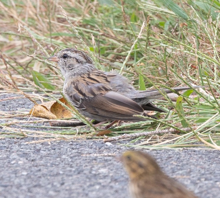 eBird Checklist 9 Sep 2023 Millennium Park 21 species