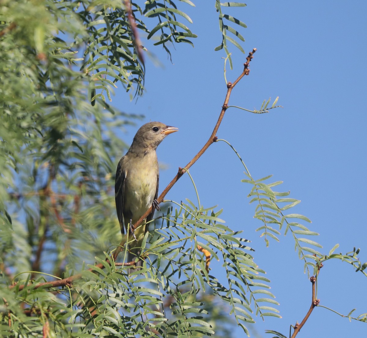 eBird Checklist 9 Sep 2023 Artesia Pahrump, Nv. (Nye County) 7