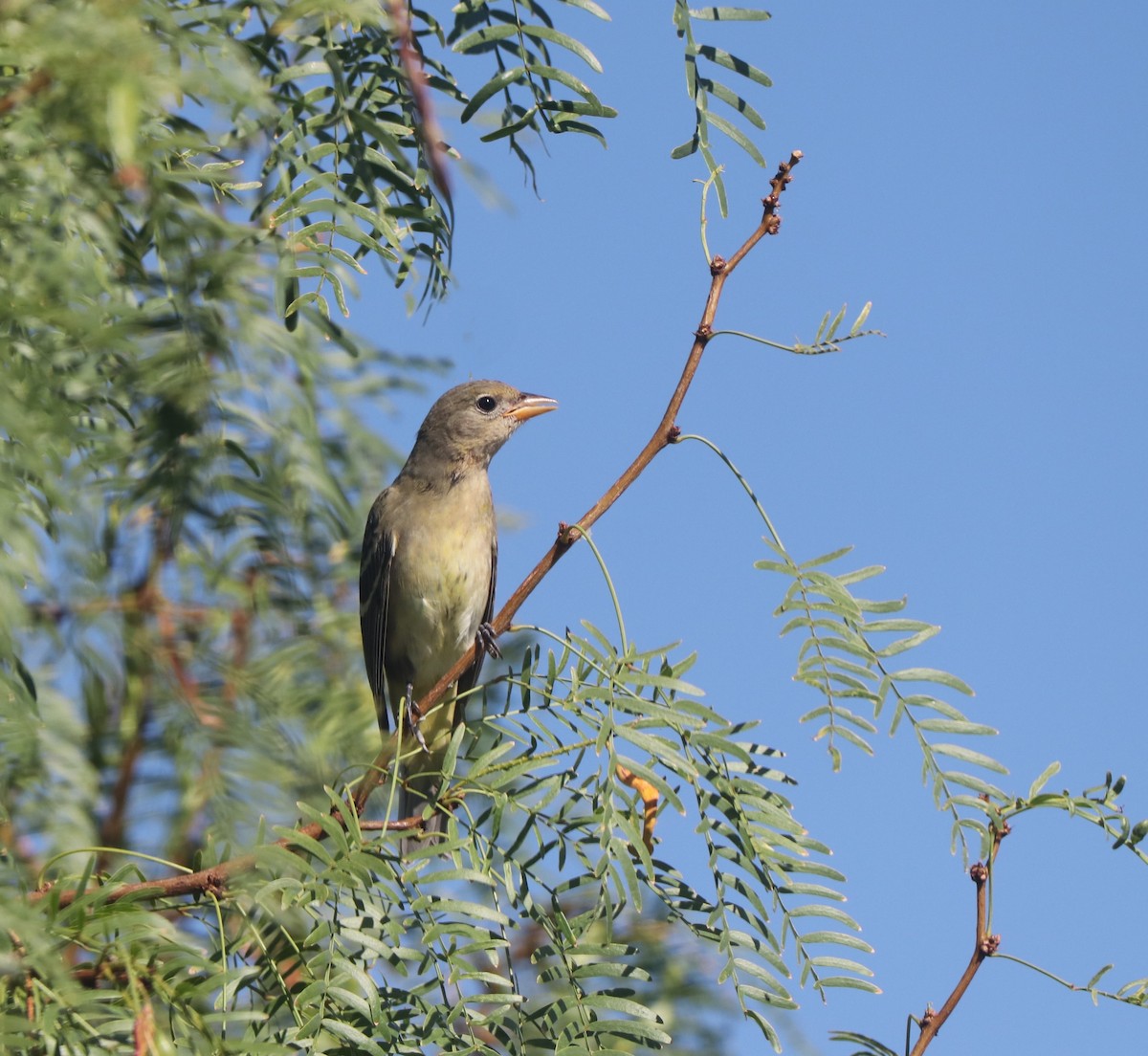 EBird Checklist 9 Sep 2023 Artesia Pahrump Nv Nye County 7