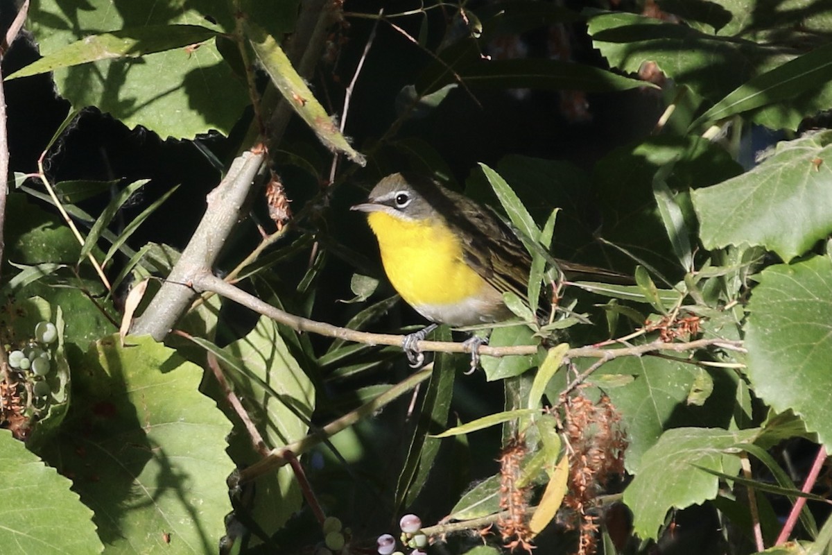 Yellow-breasted Chat - ML608645088
