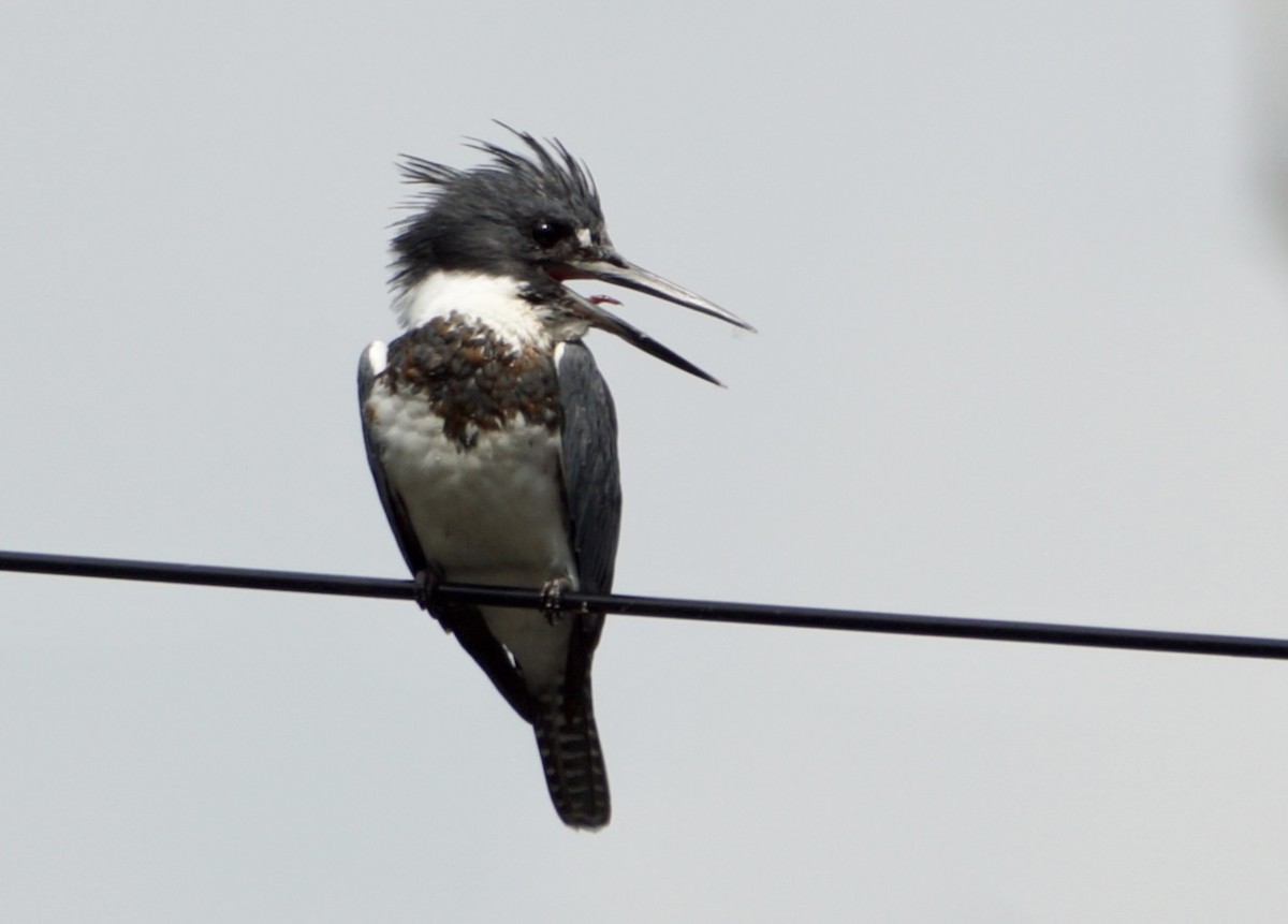 Belted Kingfisher - ML608645150
