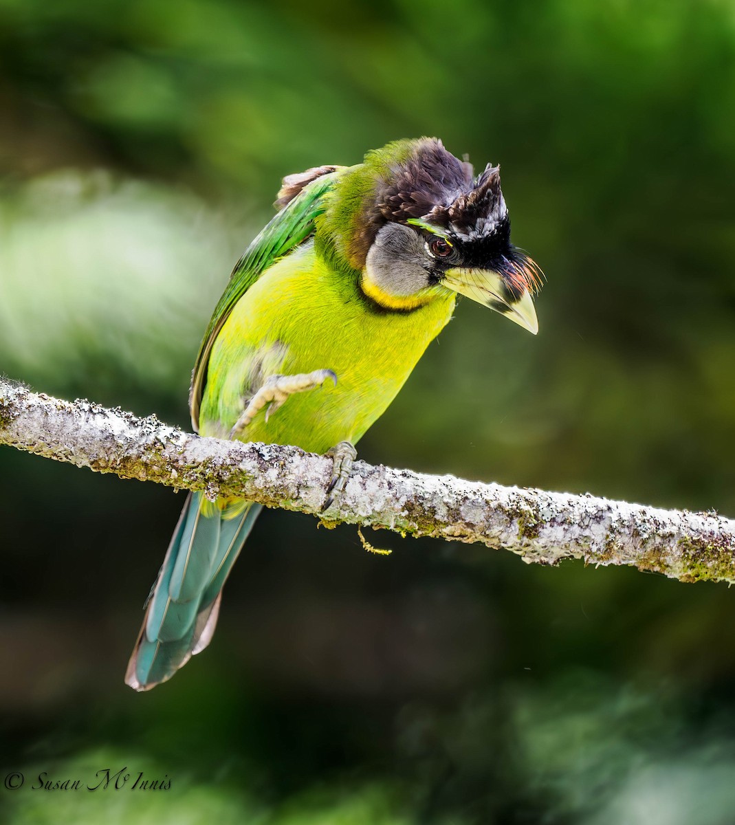 Fire-tufted Barbet - ML608646095