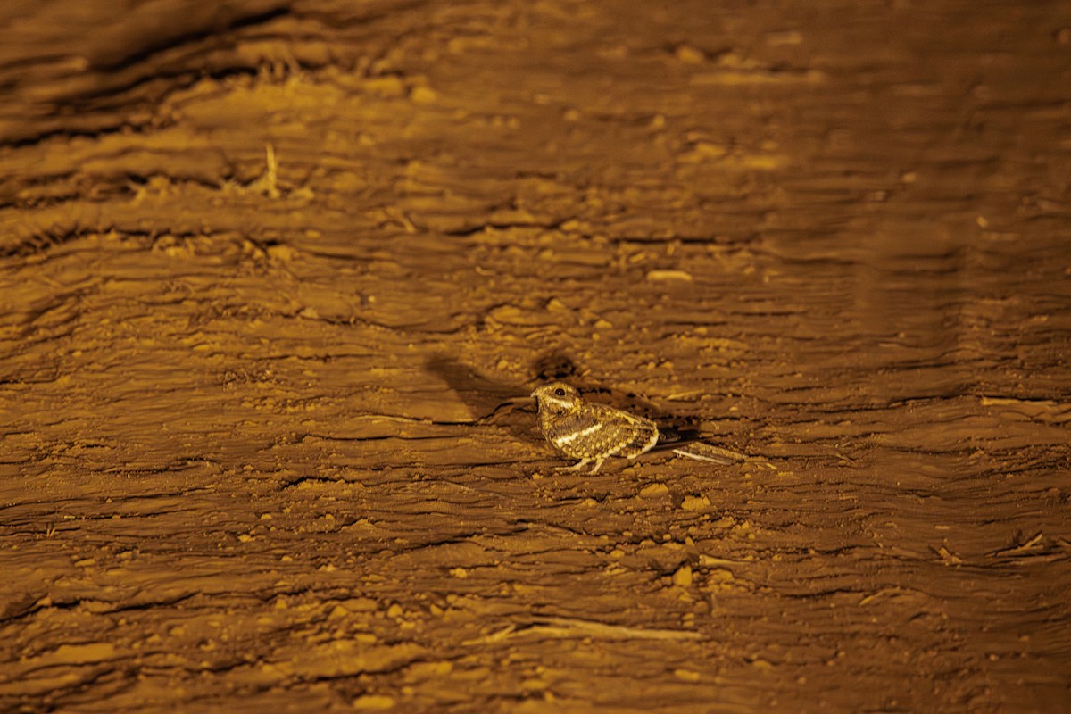 Slender-tailed Nightjar - ML608646429