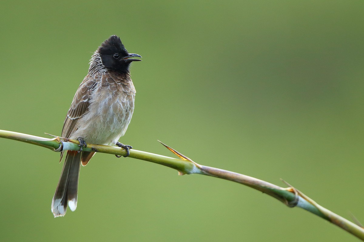 Red-vented Bulbul - ML608646490
