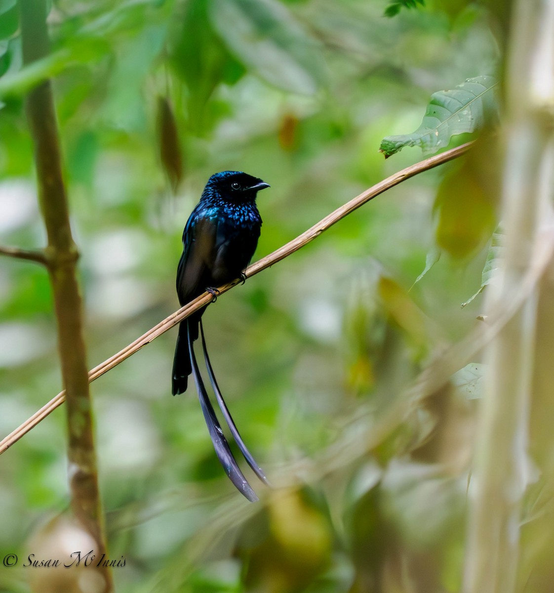 Lesser Racket-tailed Drongo - ML608646640