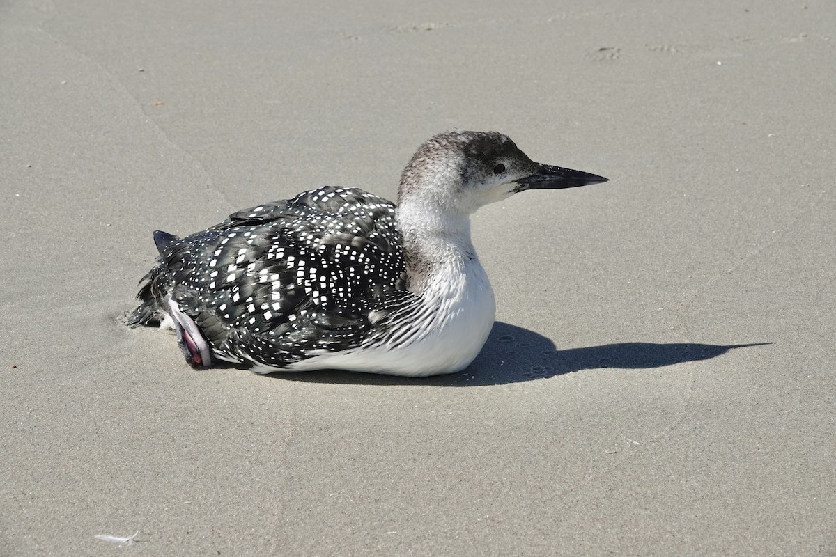 Red-throated Loon - ML608646728