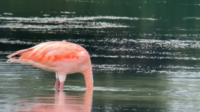 Amerika Flamingosu - ML608646792