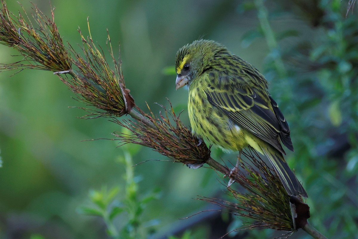 Forest Canary - ML608646851