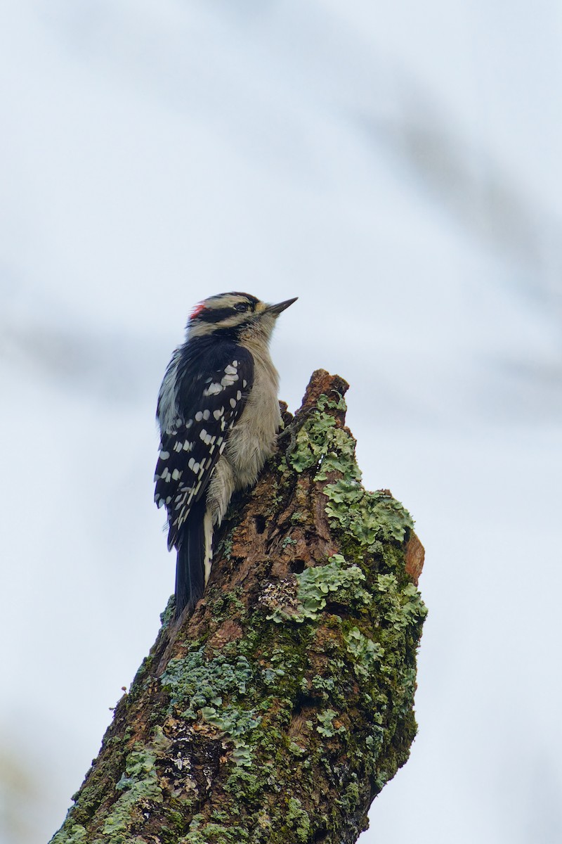 Downy Woodpecker - ML608647128