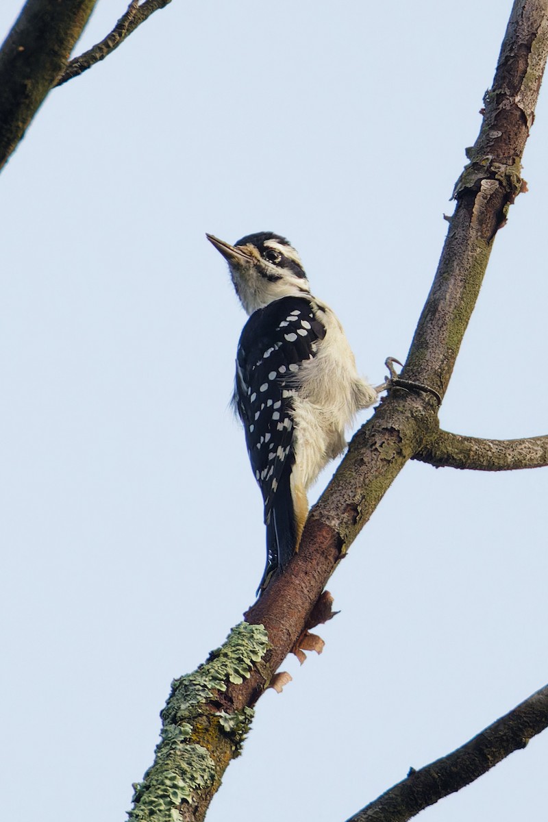 Hairy Woodpecker - Ruogu Li