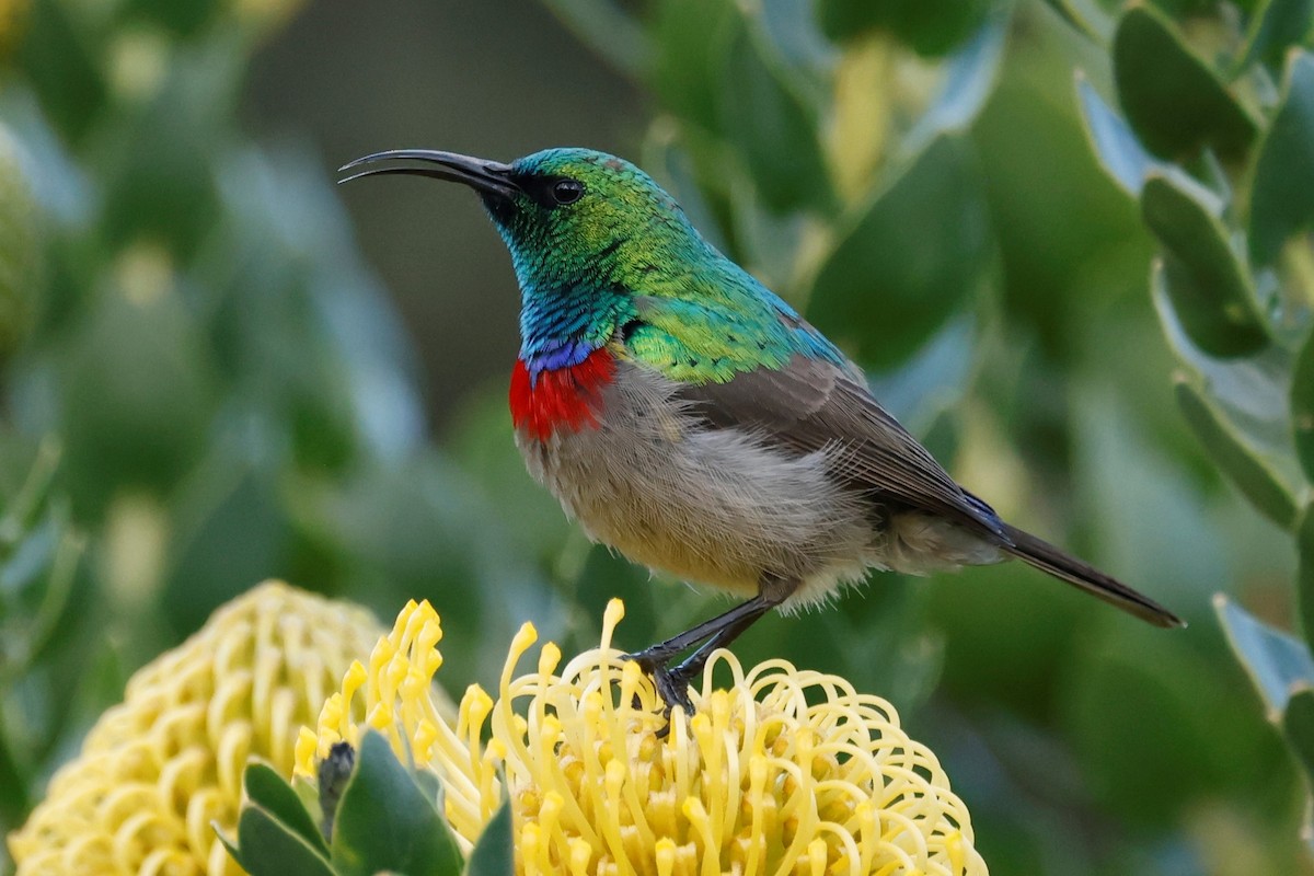 Southern Double-collared Sunbird - ML608647538