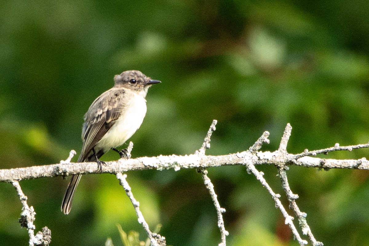 Eastern Phoebe - Jerry Chen