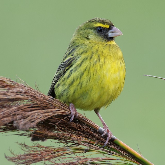 Green sales canary bird