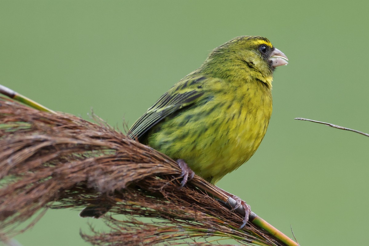 Forest Canary - ML608647694