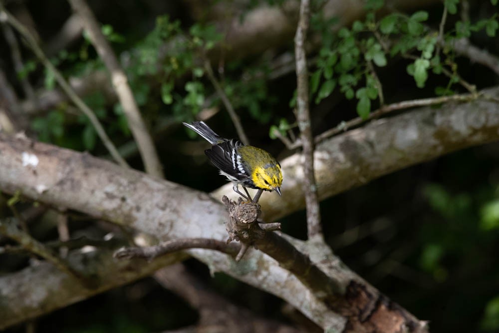 Black-throated Green Warbler - ML608647758