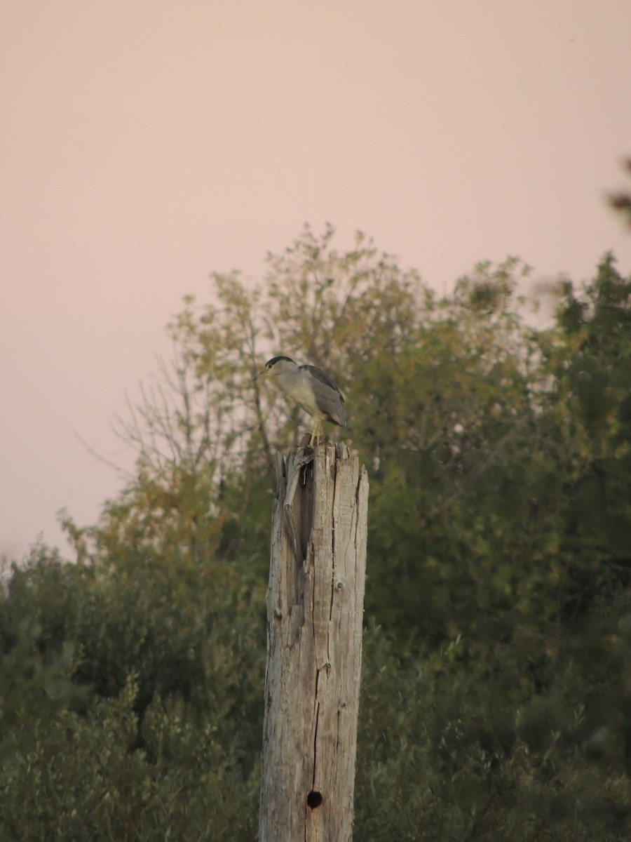 Black-crowned Night Heron - ML608648282