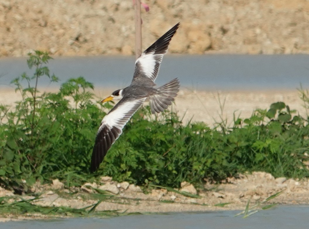 Large-billed Tern - Donald Fraser