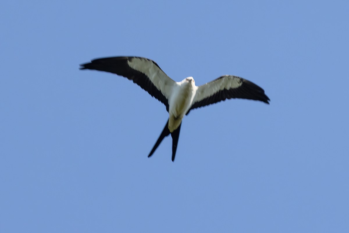Swallow-tailed Kite - ML608649089