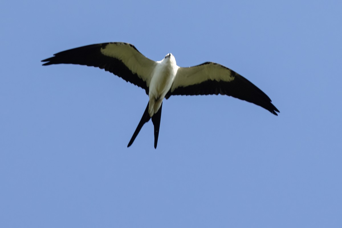 Swallow-tailed Kite - ML608649094