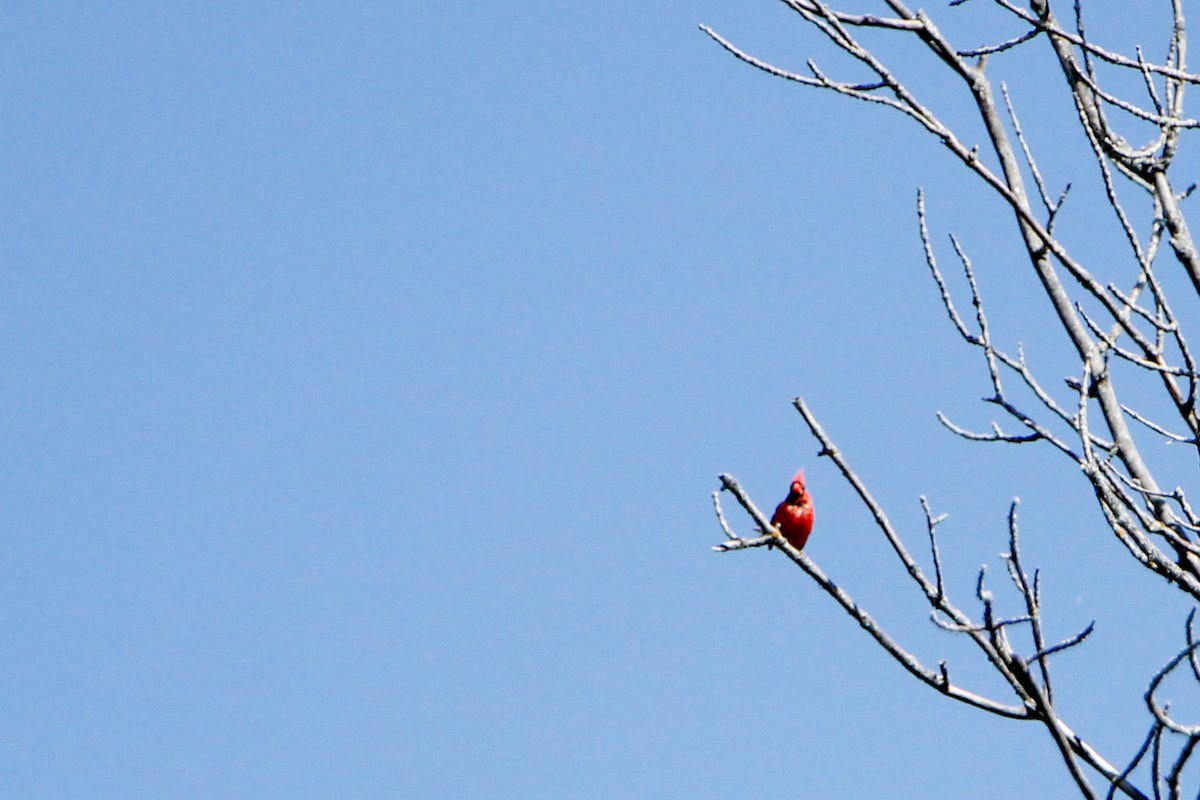 Cardinal rouge - ML608649366