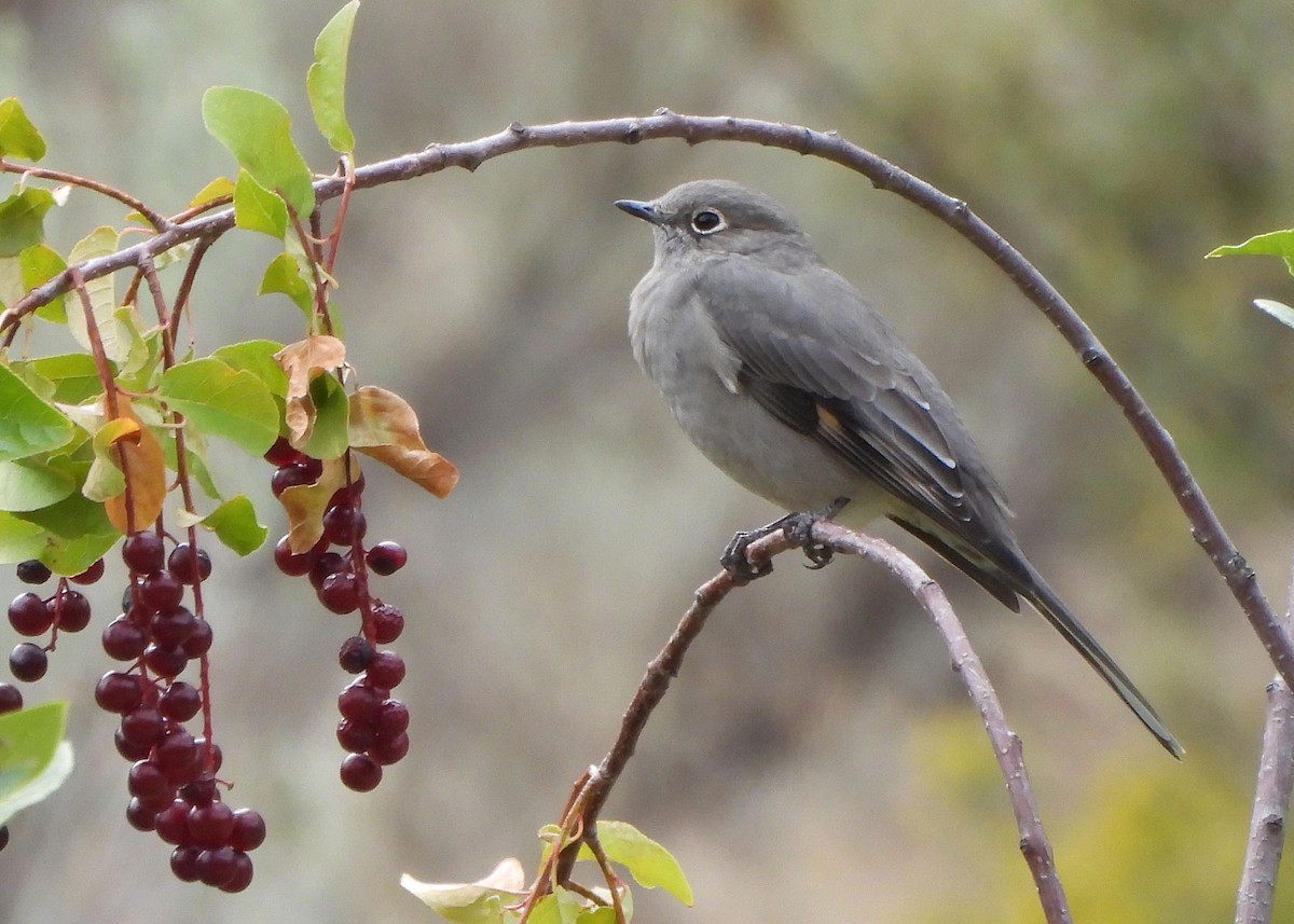 Townsend's Solitaire - ML608649504