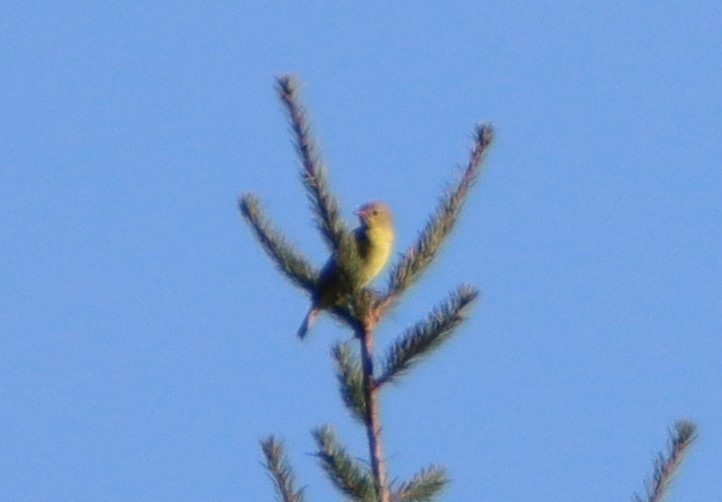 Western Tanager - ML608649854