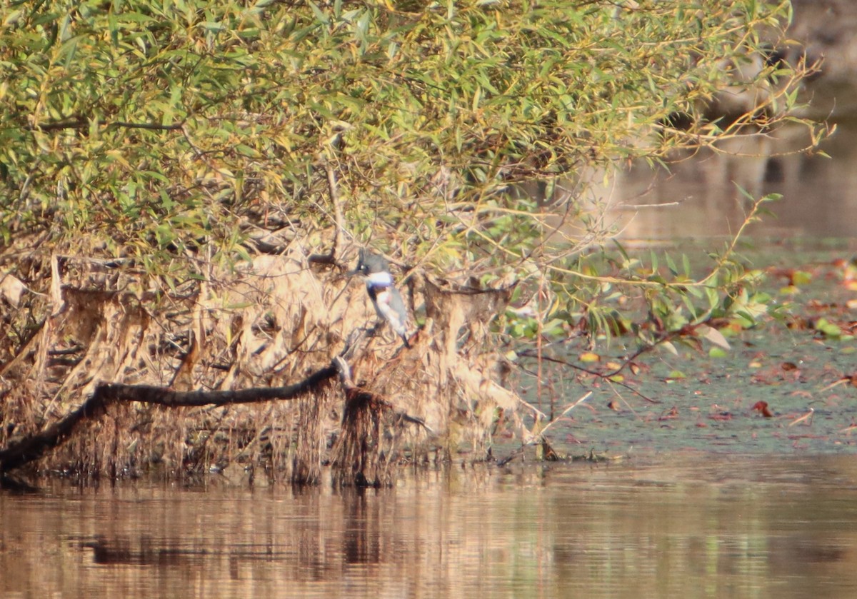 Belted Kingfisher - ML608650042