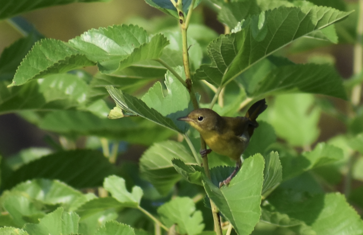 Common Yellowthroat - ML608650510