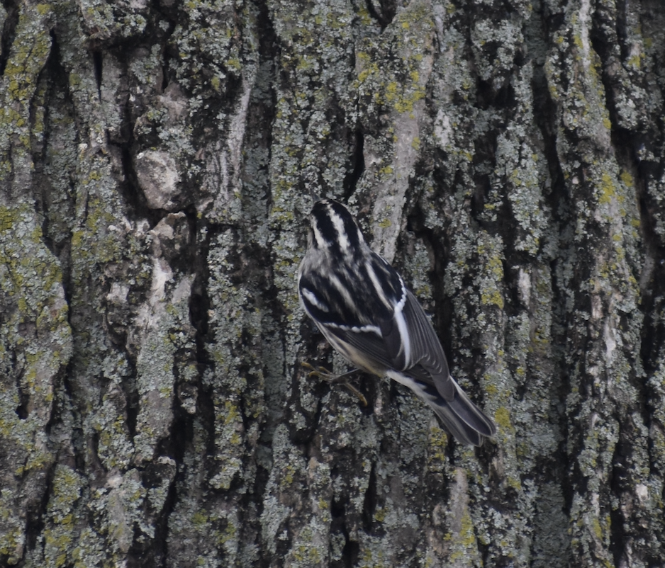 Black-and-white Warbler - ML608650515