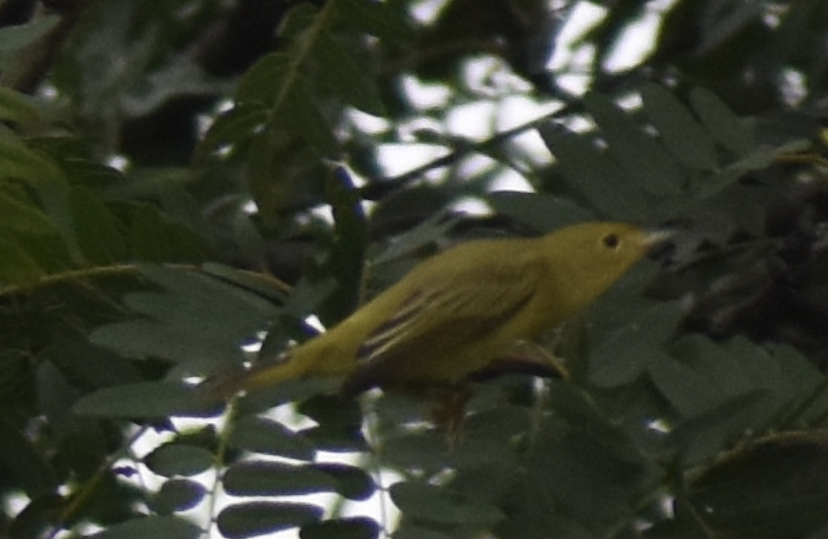 Yellow Warbler - ML608650559